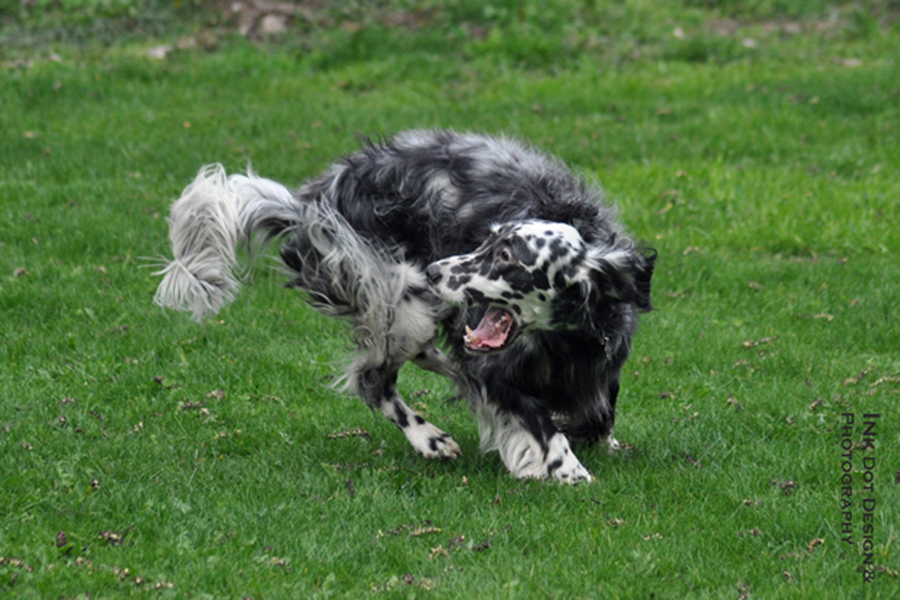 English Setters can be class clowns,